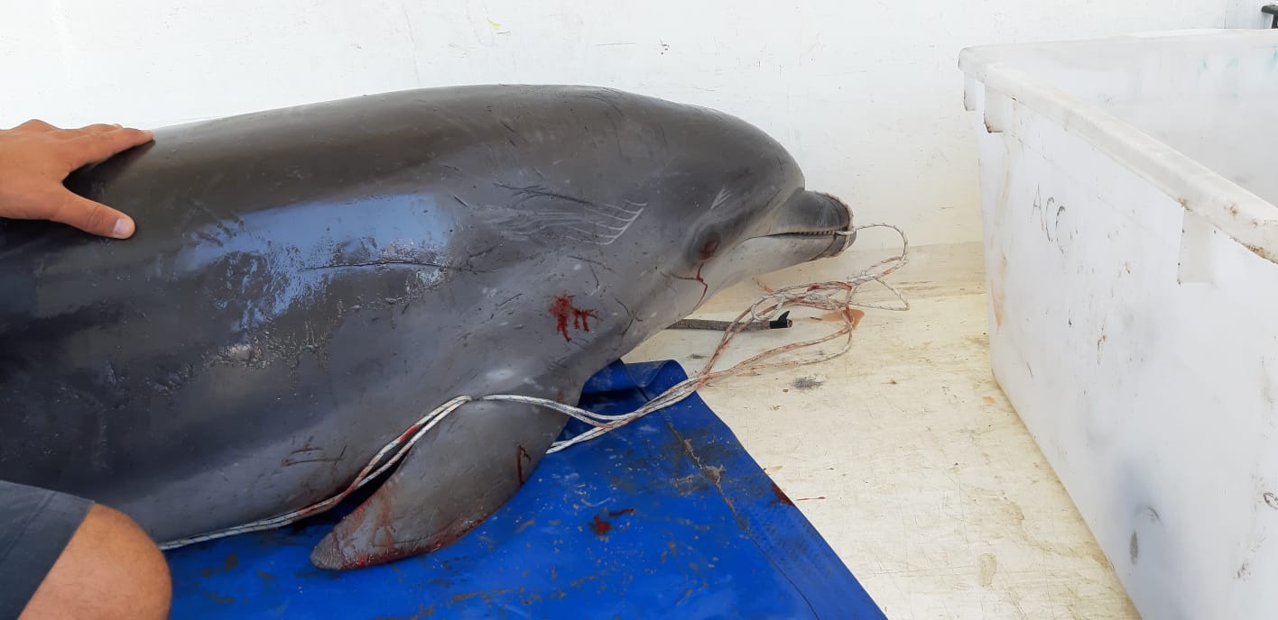 Trovato morto un altro delfino